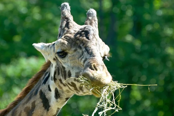 Girafa — Fotografia de Stock