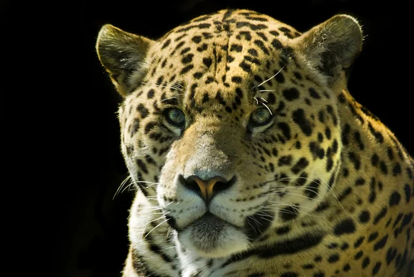 Jaguar — Fotografie, imagine de stoc