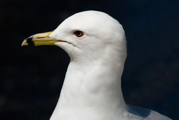 Stolze Möwe — Stockfoto