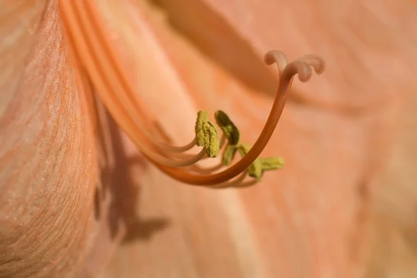 Amarilis Insides — Foto de Stock