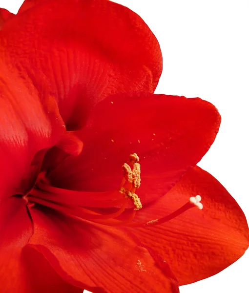 Amaryllis — Stockfoto