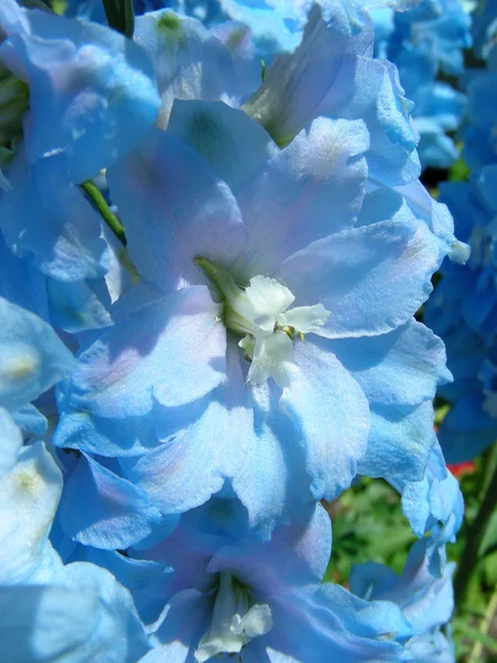 Blue Delphinium — Stock Photo, Image
