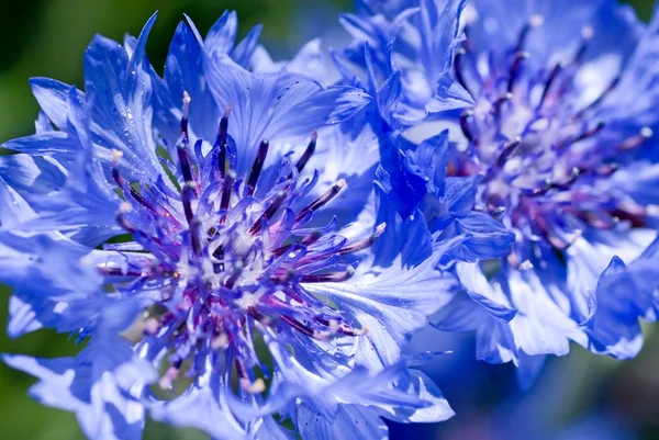 Blue Cornflower — Stock Photo, Image