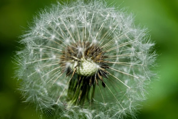 Dandelion — Stock Photo, Image