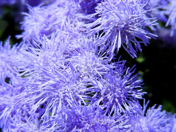 Flor de Foss — Foto de Stock