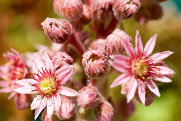 Höns och kycklingar blommor — Stockfoto