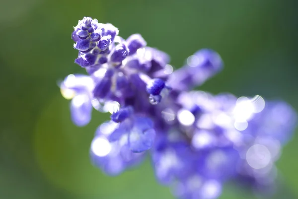 Lavendar — Stock Photo, Image