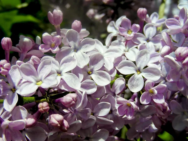 Lilac Branch — Stock Photo, Image