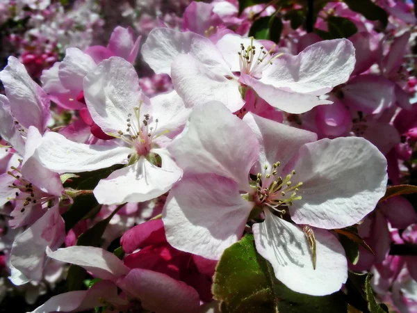 Rigogliosi fiori di ciliegio — Foto Stock