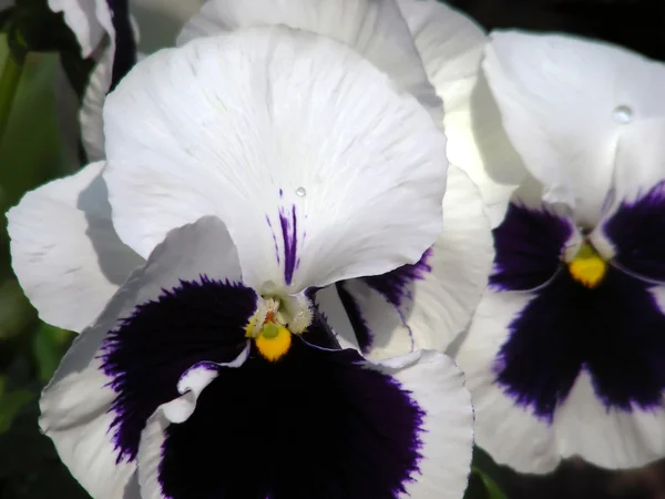 Pansies — Stock Photo, Image