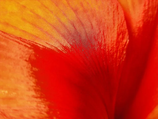 Textura naranja — Foto de Stock