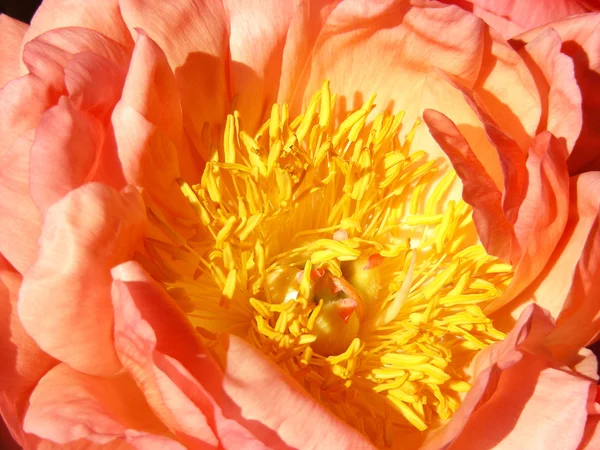 Peony — Stock Photo, Image