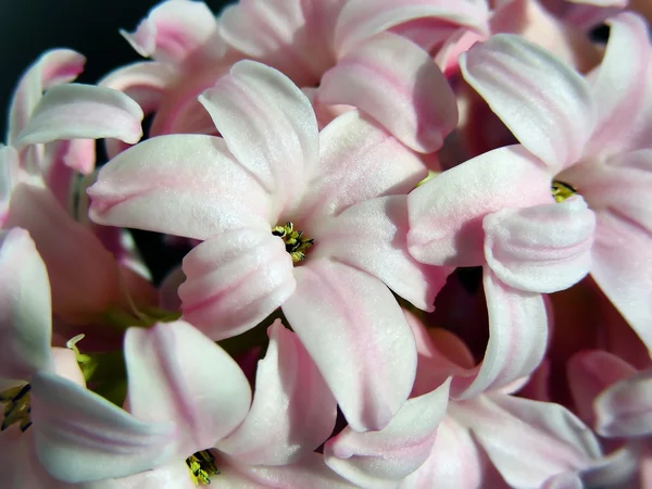 Rosa hyacint — Stockfoto