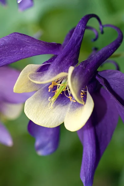 Colonne violette — Photo