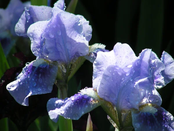 Rainy Irises — Stock Photo, Image