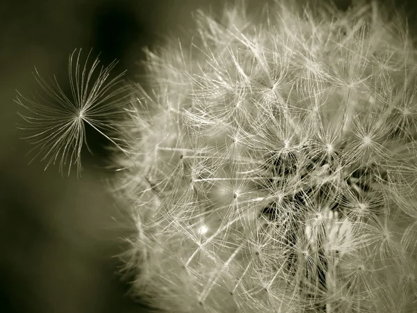 Seedy Dandelion — Stock Photo, Image