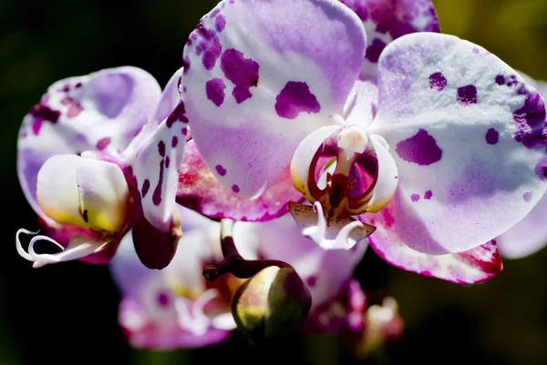 Fleckige Orchidee — Stockfoto
