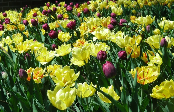 Jardin de tulipes — Photo