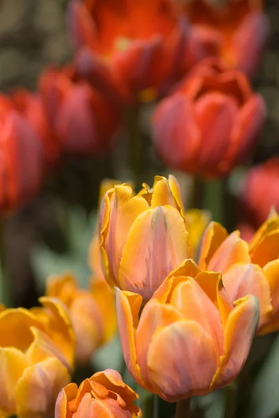 Jardin de tulipes — Photo