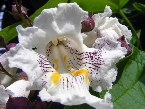 Vanilla Flower — Stock Photo, Image