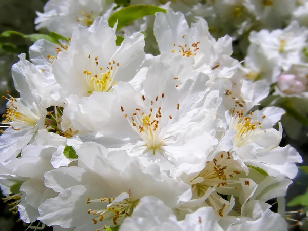 Flores de cerezo — Foto de Stock