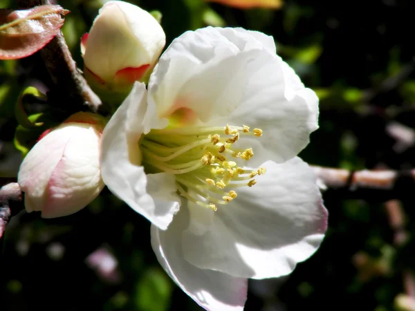 Fiori di prugna bianchi — Foto Stock