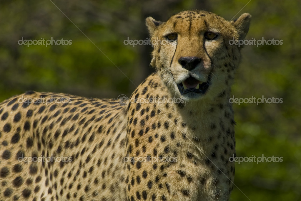 Toronto zoo Stock Photos, Royalty Free Toronto zoo Images | Depositphotos Toronto zoo Stock Photos, Royalty Free Toronto zoo Images | Depositphotos