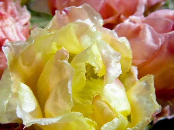 Sárga és rózsaszín kaktusz — Stock Fotó