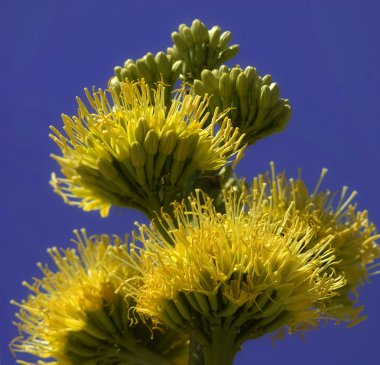 Yucca Çiçeği
