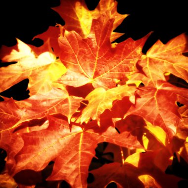 renkli sonbahar maples