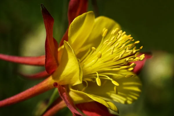 Columbine — Stock Photo, Image