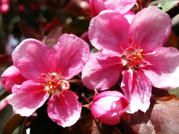 Flores de cerezo rosa — Foto de Stock