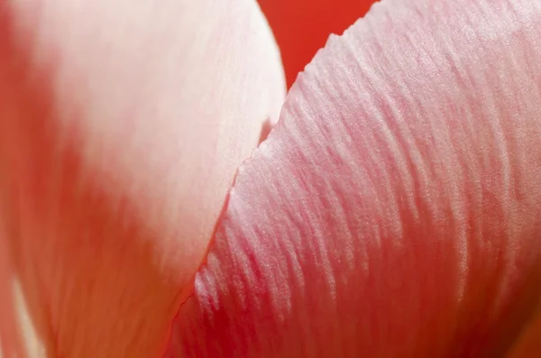 Pink Petals — Stock Photo, Image