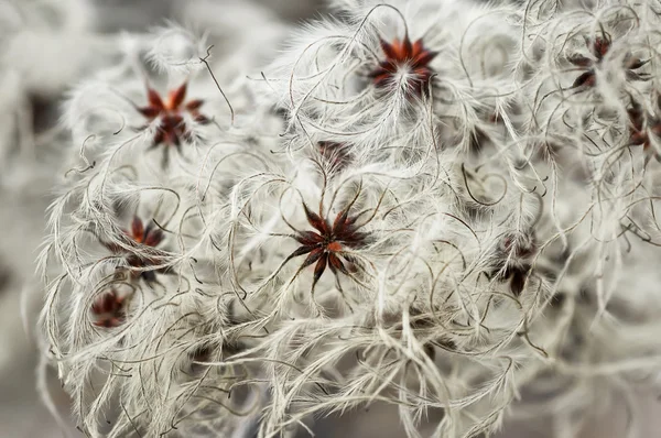 Fall Wonder — Stock Photo, Image