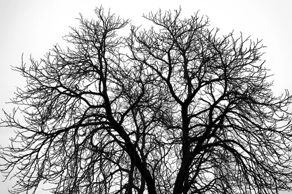 Grande árvore velha — Fotografia de Stock