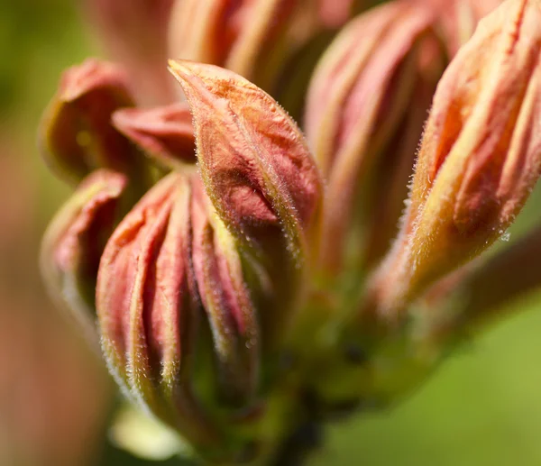 Pronto seré Rhodo. — Foto de Stock