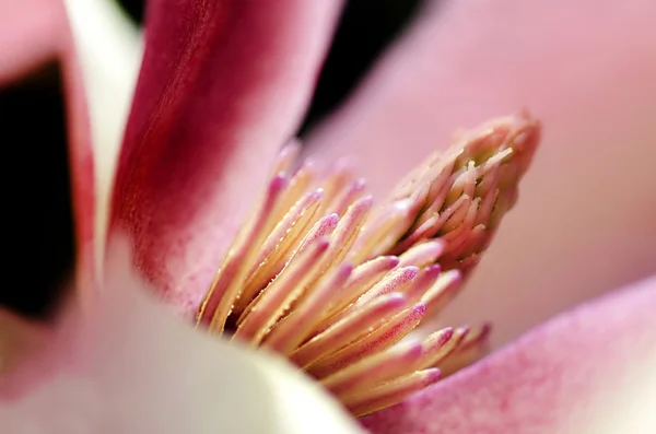 Magnolia — Photo