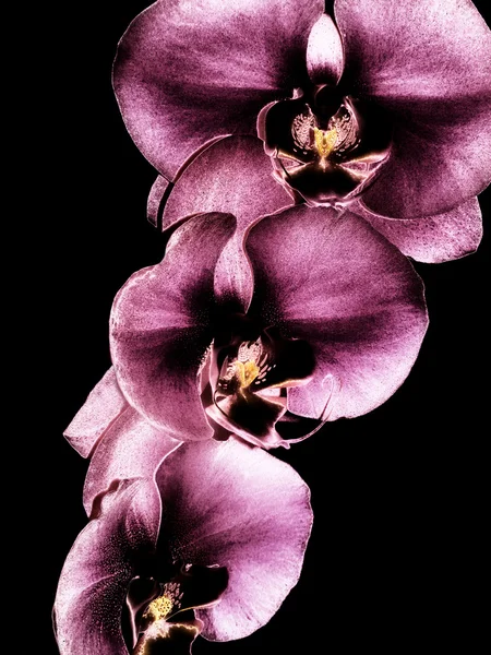 Purple Orchids — Stock Photo, Image