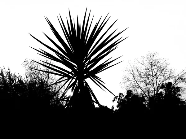 Západ slunce palm — Stock fotografie