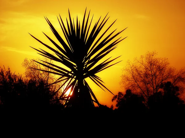 Sunset Palm — Stock Photo, Image