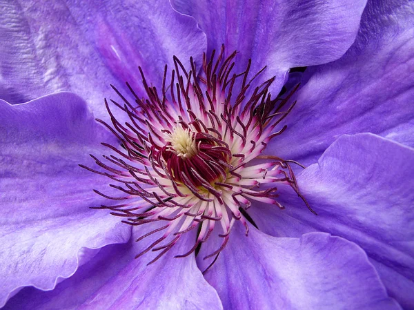 Clematis Stockbild