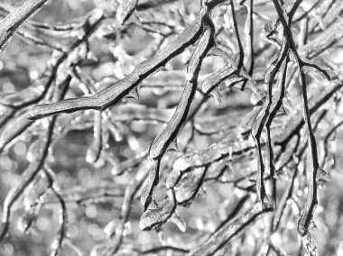 More Frozen Branches clipart