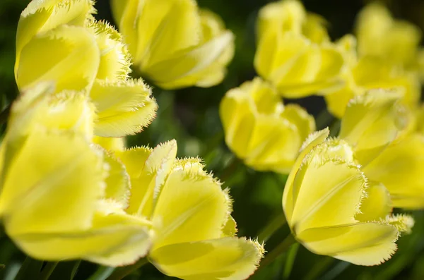 Tulipes fragiles — Photo