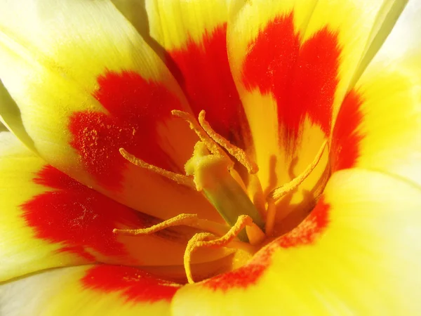 Fényes tulipán — Stock Fotó