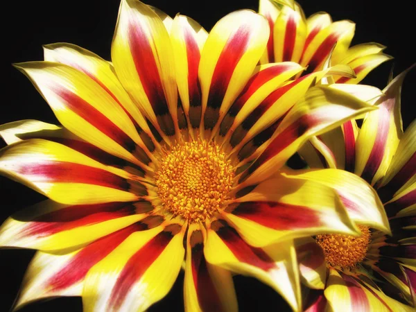 Gazania — Φωτογραφία Αρχείου