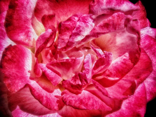 Rose rouge rouge — Photo