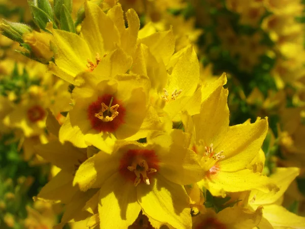 Plutôt jaune Quelque chose Photos De Stock Libres De Droits