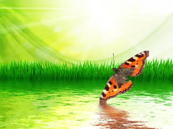 Butterfly — Stock Photo, Image