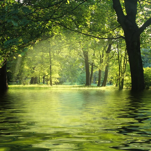 Sunbeam in green forest with water — Stock Photo, Image
