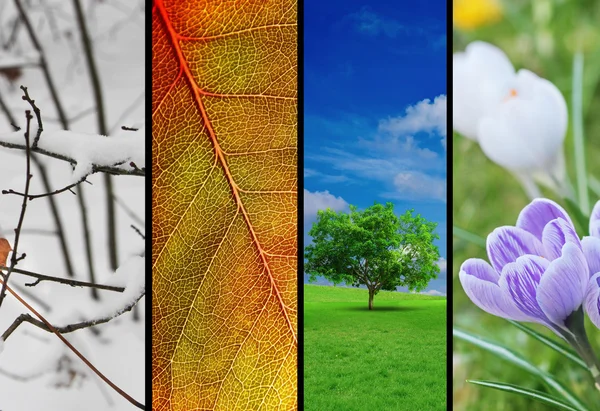Four seasons — Stock Photo, Image